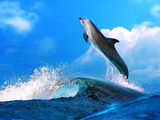 Обои небо, вода, море, животные, океан, голубая, голубое, дельфин, the sky, water, sea, animals, the ocean, blue, dolphin разрешение 4000x2512 Загрузить