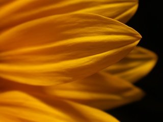 Обои желтый, макро, цветок, лепестки, черный фон, yellow, macro, flower, petals, black background разрешение 1974x1599 Загрузить