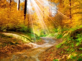 Обои деревья, природа, листья, пейзаж, дорожка, осень, солнечные лучи, желтые. лес, trees, nature, leaves, landscape, track, autumn, the sun's rays, yellow. forest разрешение 2880x1840 Загрузить