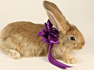 Обои фиолетовый, ушки, кролик, подарок, лапки, бант, бантик, purple, ears, rabbit, gift, legs, bow разрешение 1920x1080 Загрузить