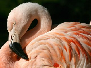 Обои фламинго, птица, клюв, перья, flamingo, bird, beak, feathers разрешение 1920x1178 Загрузить