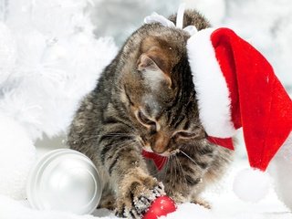 Обои снег, кот, коты, шапка, котята, рождество, елочная, snow, cat, cats, hat, kittens, christmas разрешение 2880x2245 Загрузить