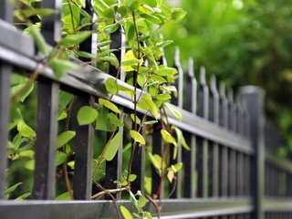 Обои ветки, лето, забор, зеленые листья, ограда, branches, summer, the fence, green leaves, fence разрешение 1920x1200 Загрузить