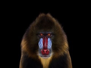 Обои фон, взгляд, обезьяна, мандрил, background, look, monkey, mandrill разрешение 1920x1288 Загрузить