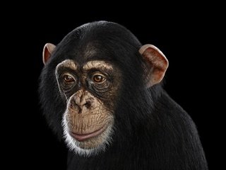 Обои фон, взгляд, черный фон, обезьяна, шимпанзе, chimpanzee, background, look, black background, monkey, chimpanzees разрешение 1920x1288 Загрузить