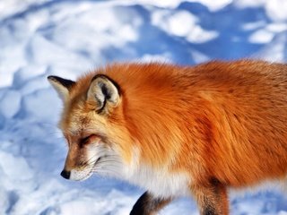 Обои снег, мордочка, рыжая, лиса, лисица, животное, snow, muzzle, red, fox, animal разрешение 4252x3072 Загрузить