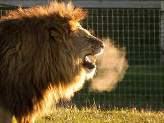 Обои хищник, лев, львёнок, животно е, cold air, yorkshire wildlife park, predator, leo, lion, animals разрешение 1920x1200 Загрузить