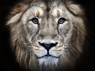 Обои глаза, морда, хищник, черный фон, лев, мех, леон, взор, eyes, face, predator, black background, leo, fur, leon разрешение 2880x1920 Загрузить