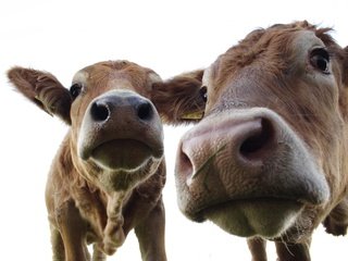 Обои животные, коровы, животно е, animals, cows разрешение 2592x1728 Загрузить