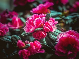 Обои цветы, природа, розовые, flowers, nature, pink разрешение 1920x1280 Загрузить