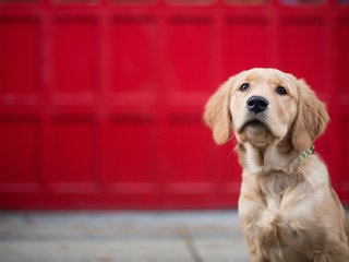 Обои глаза, взгляд, собака, золотистый ретривер, голден ретривер, eyes, look, dog, golden retriever разрешение 3600x2056 Загрузить