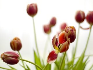 Обои цветы, бутоны, лепестки, весна, тюльпаны, стебли, flowers, buds, petals, spring, tulips, stems разрешение 3872x2592 Загрузить