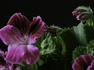 Обои макро, цветок, герань, macro, flower, geranium разрешение 2048x1367 Загрузить