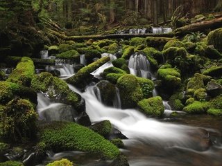 Обои вода, река, камни, зелень, лес, мох, water, river, stones, greens, forest, moss разрешение 2048x1365 Загрузить