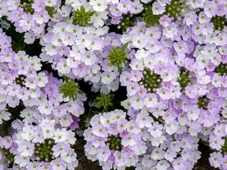 Обои цветы, макро, сиреневые, вербена, голубиная трава, flowers, macro, lilac, verbena, pigeon grass разрешение 2048x1324 Загрузить