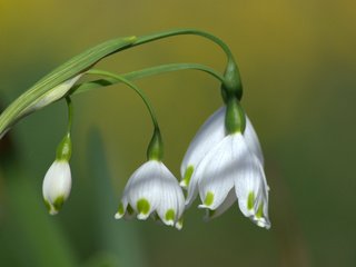 Обои цветы, макро, весна, белые, белоцветник, flowers, macro, spring, white, snowflake разрешение 3693x2681 Загрузить