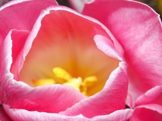 Обои макро, цветок, весна, тюльпан, macro, flower, spring, tulip разрешение 5120x2880 Загрузить