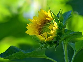 Обои цветы, природа, листья, лепестки, подсолнух, подсолнухи, желтые, flowers, nature, leaves, petals, sunflower, sunflowers, yellow разрешение 2048x1365 Загрузить