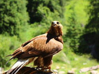 Обои природа, лес, животные, орел, птица, клюв, перья, nature, forest, animals, eagle, bird, beak, feathers разрешение 1920x1280 Загрузить