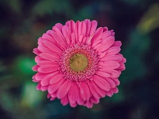 Обои цветок, лепестки, розовые, flower, petals, pink разрешение 2880x1822 Загрузить