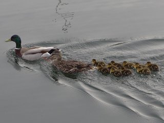 Обои вода, озеро, птицы, семья, утята, утка, water, lake, birds, family, ducklings, duck разрешение 2048x1152 Загрузить