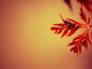 Обои природа, листья, макро,  листья, nature, leaves, macro разрешение 1920x1200 Загрузить