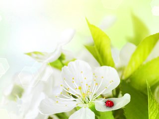 Обои насекомое, цветок, лепестки, божья коровка, insect, flower, petals, ladybug разрешение 1920x1080 Загрузить