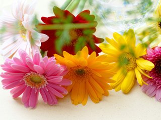 Обои цветы, разноцветные, герберы, flowers, colorful, gerbera разрешение 4272x2400 Загрузить