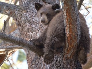 Обои дерево, медведь, мишка, медвежонок, милый, tree, bear, cute разрешение 2048x1364 Загрузить