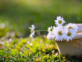 Обои цветы, трава, ромашки, белые, шляпа, боке, flowers, grass, chamomile, white, hat, bokeh разрешение 2835x1890 Загрузить