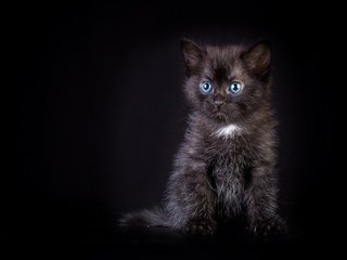 Обои котенок, черный, малыш, kitty, black, baby разрешение 2400x1600 Загрузить