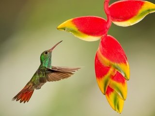 Обои полет, цветок, птица, тропики, колибри, кроха, flight, flower, bird, tropics, hummingbird, baby разрешение 2048x1298 Загрузить