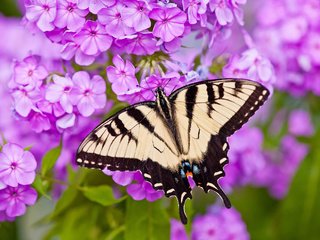 Обои цветы, макро, бабочка, парусник главк, флоксы, flowers, macro, butterfly, papilio glaucus, phlox разрешение 2048x1612 Загрузить