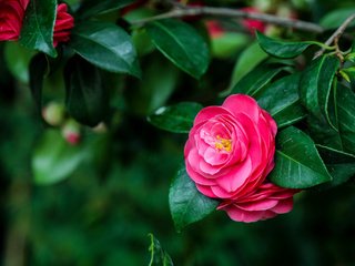 Обои дерево, розовый, яркий, камелия, tree, pink, bright, camellia разрешение 2048x1365 Загрузить