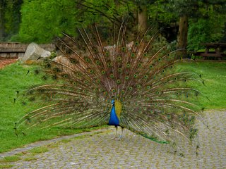 Обои птица, павлин, хвост, bird, peacock, tail разрешение 2048x1362 Загрузить