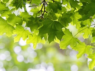 Обои дерево, листья, зелёный, клен, tree, leaves, green, maple разрешение 2048x1365 Загрузить