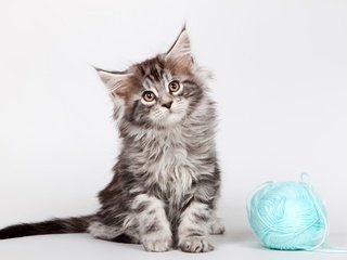 Обои котенок, клубок, мейн-кун, kitty, tangle, maine coon разрешение 3000x1957 Загрузить