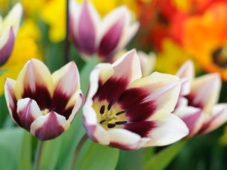 Обои макро, лепестки, тюльпаны, пестрые, macro, petals, tulips, motley разрешение 3000x1993 Загрузить