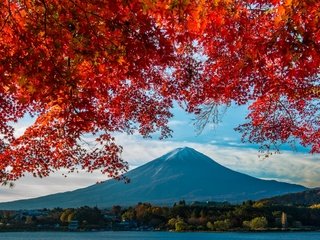 Обои гора, осень, япония, клен, фудзияма, mountain, autumn, japan, maple, fuji разрешение 2400x1597 Загрузить