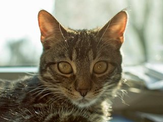 Обои глаза, свет, фон, кот, усы, eyes, light, background, cat, mustache разрешение 2880x1915 Загрузить