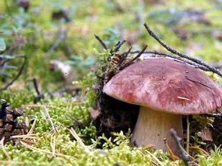 Обои макро, гриб, мох, шишка, белый гриб, macro, mushroom, moss, bump, white mushroom разрешение 2400x1395 Загрузить