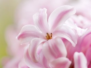Обои макро, розовый, гиацинт, macro, pink, hyacinth разрешение 2048x1372 Загрузить