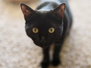 Обои глаза, кот, кошка, черный, eyes, cat, black разрешение 2048x1365 Загрузить