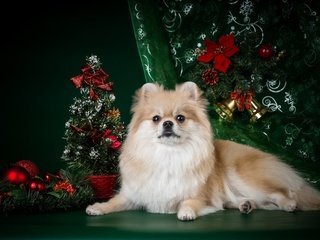 Обои новый год, елка, мордочка, взгляд, собака, лапки, шпиц, new year, tree, muzzle, look, dog, legs, spitz разрешение 4200x2800 Загрузить