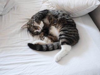 Обои кот, кошка, спит, кровать, хвост, cat, sleeping, bed, tail разрешение 4896x3264 Загрузить