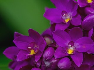 Обои макро, лепестки, лиловый, орхидея, macro, petals, purple, orchid разрешение 2000x1356 Загрузить