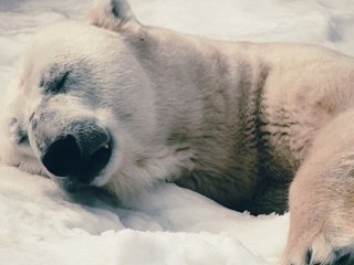 Обои морда, фон, медведь, белый, отдых, полярный, face, background, bear, white, stay, polar разрешение 4032x2272 Загрузить