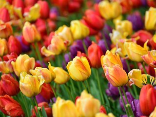Обои цветы, бутоны, разноцветные, весна, тюльпаны, flowers, buds, colorful, spring, tulips разрешение 2048x1367 Загрузить