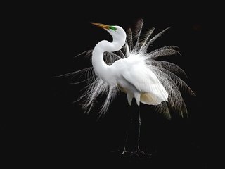 Обои птица, перья, белая, цапля, bird, feathers, white, heron разрешение 2048x1365 Загрузить