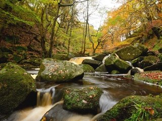 Обои деревья, вода, река, камни, лес, trees, water, river, stones, forest разрешение 2048x1367 Загрузить